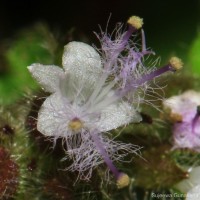 Pogostemon hirsutus Benth.